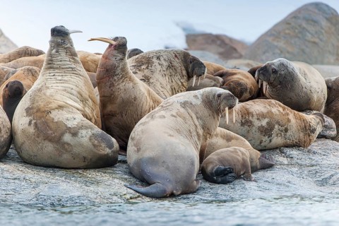Walruses (Odobenus rosmarus)