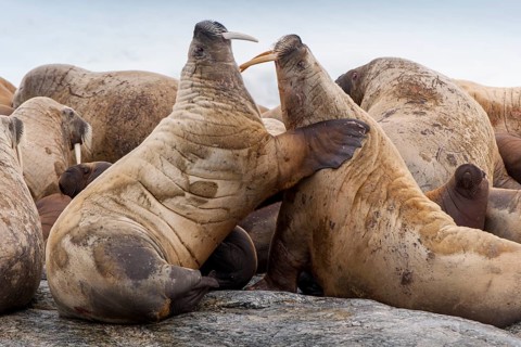 Two walruses (Odobenus rosmarus)