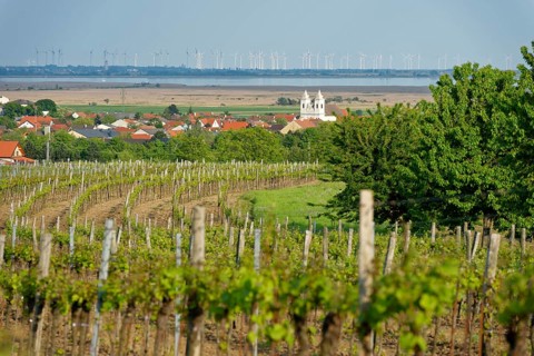 Vineyard