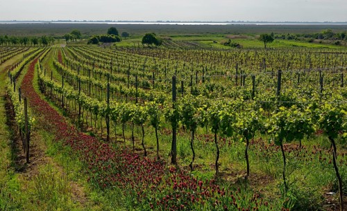 Vineyard