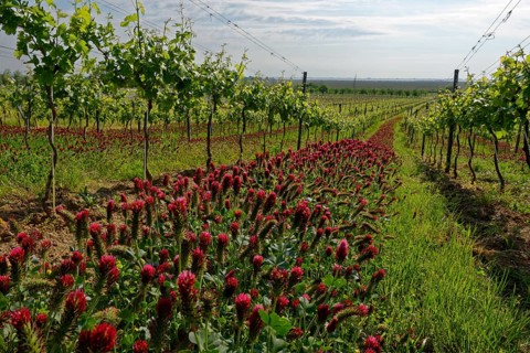 Vineyard