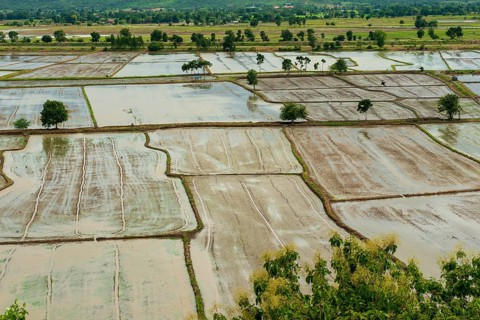Rice fields from the temple complex