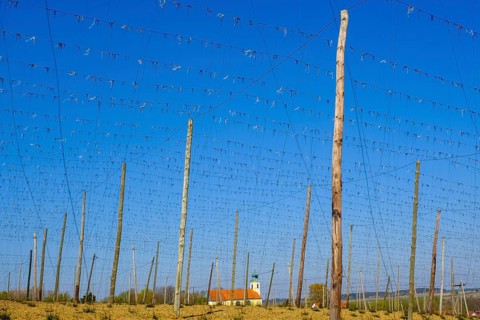 Hop fields
