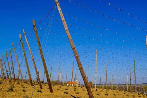 Hop fields