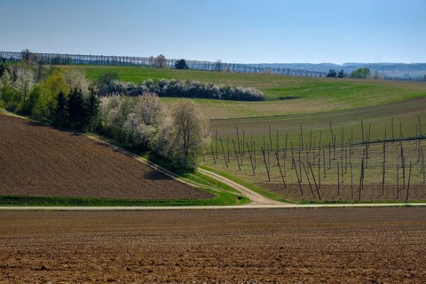 Hop fields