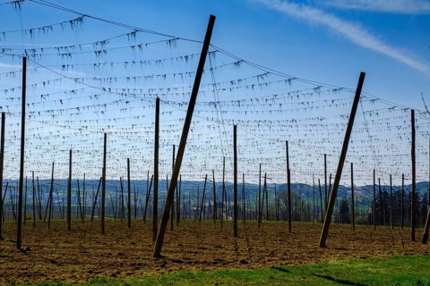 Hop fields