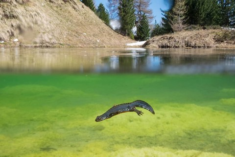 Alpine newt (Ichthyosaura alpestris)