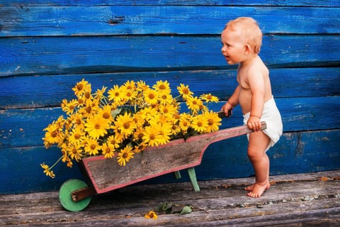 Three-year old girl with diaper pushing wheelbarrow with flowers