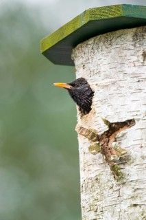 Starling (Sturnus vulgaris) looks out of nestbox
