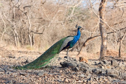 Indian peafowl