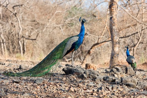 Indian peafowl