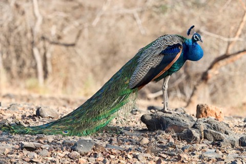 Indian peafowl