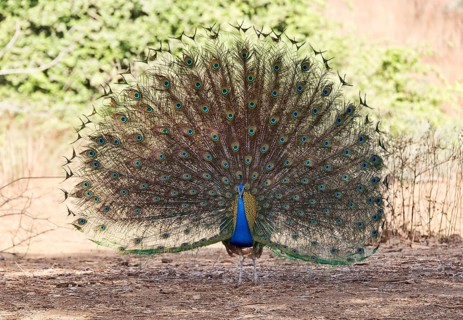 Indian peafowl