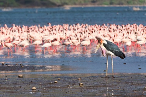Marabou stork (Leptoptilos crumeniferus) and lesser flamingos (Phoeniconaias minor)