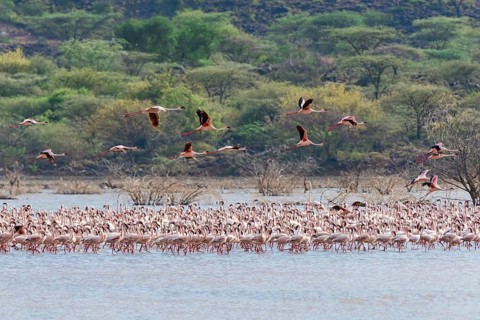 Flamingos (Phoenicopteridae)