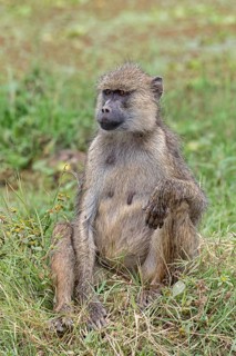 Yellow baboon (Papio cynocephalus)