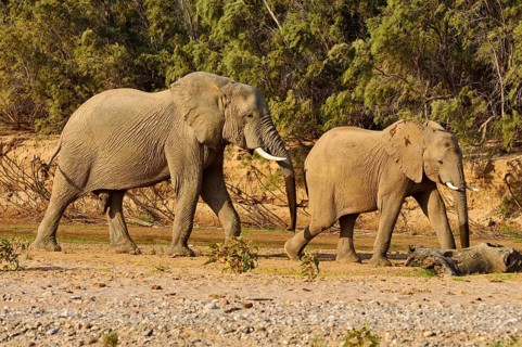 Namibian Desert elephants (Loxodonta africana)