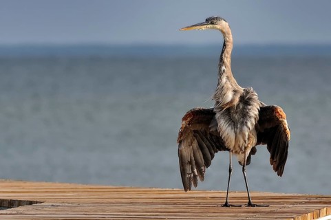Great blue heron (ardea herodias)