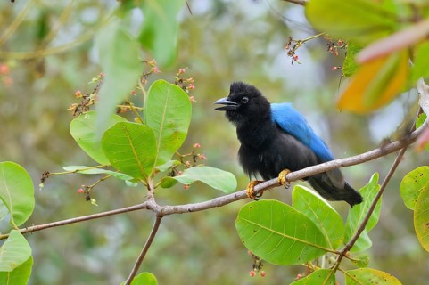Yucatan jay (cyanocorax yucatanicus)