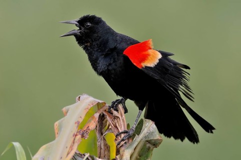 Red-winged blackbird (agelaius phoeniceus)
