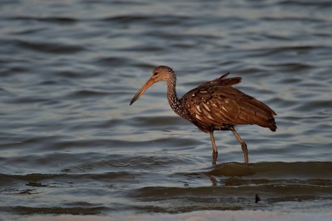 Limpkin (aramus guarauna)