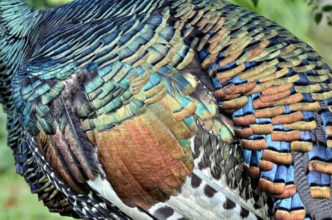 Ocellated turkey (meleagris ocellata)