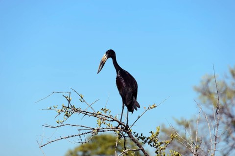 African openbill (Anastomus lamelligerus) perched on a dry acacia branch