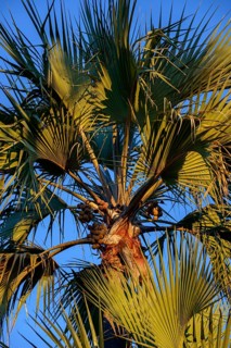 Makalani palm tree (Hyphaene benguellensis) with nuts in Nata