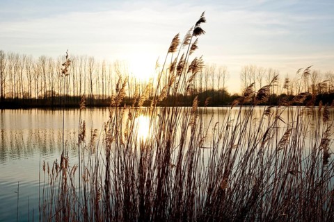 Common reeds (Phragmites australis