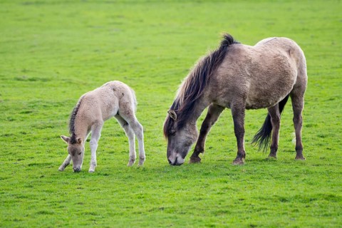 Tarpan (Equus ferus gmelini