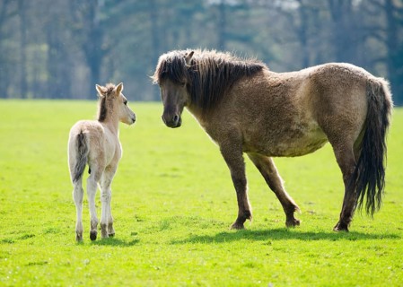 Tarpan (Equus ferus gmelini