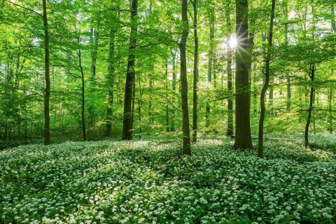 Common Beech forest (Fagus sylvatica) with flowering Ramsom (Allium ursinum)