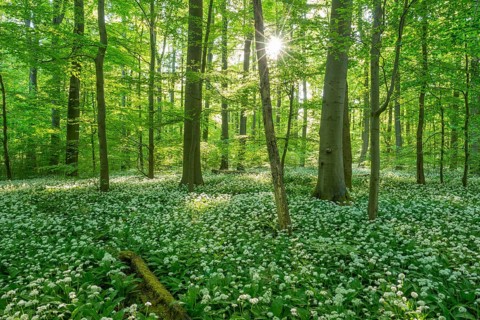 Common Beech forest (Fagus sylvatica) with flowering Ramsom (Allium ursinum)