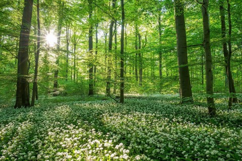 Common Beech forest (Fagus sylvatica) with flowering Ramsom (Allium ursinum)
