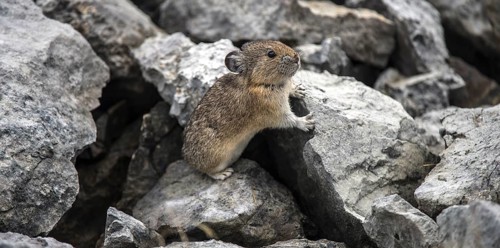 American pika (Ochotona princeps) on the lookout