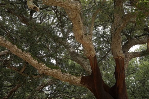 Cork oak (Quercus suber)