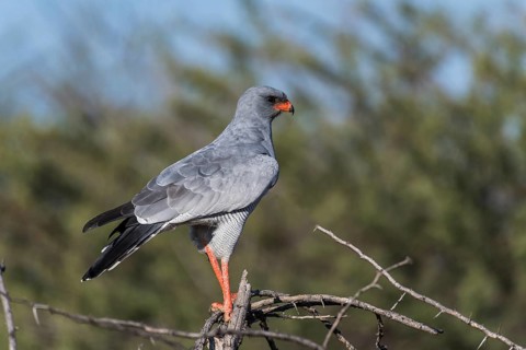 Dark Chanting Goshawk (Melierax metabates) sitting on dry branch