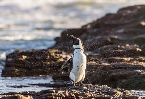 African penguin (Speniscus demersus) shaking water from feathers
