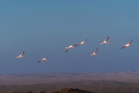 Pink flamingos (Phoenicopterus roseus)