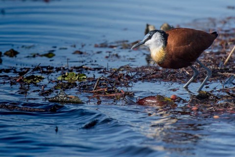African Jacana (Actophilornis africanus) in water