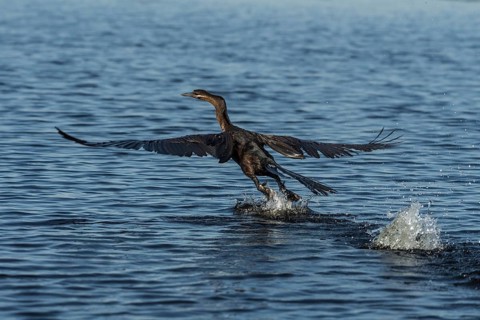 African Darter (Anhinga rufa) starts from the water