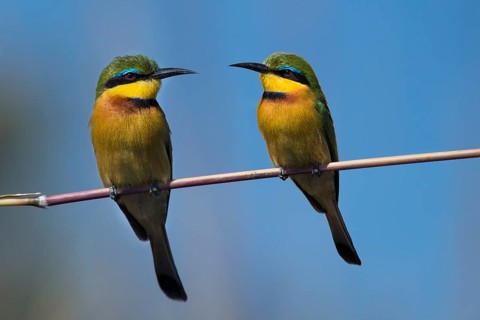 Little Bee-eater (Merops pusillus) sitting on blade