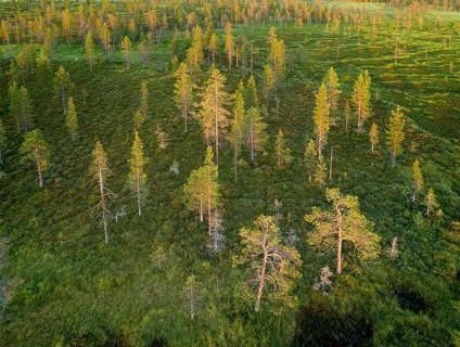 Drone view