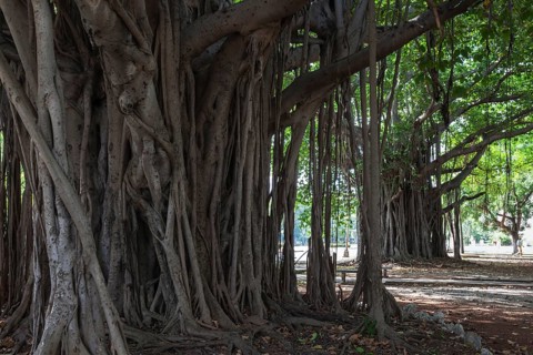 Indian banyan tree (Ficus benghalensis) roots