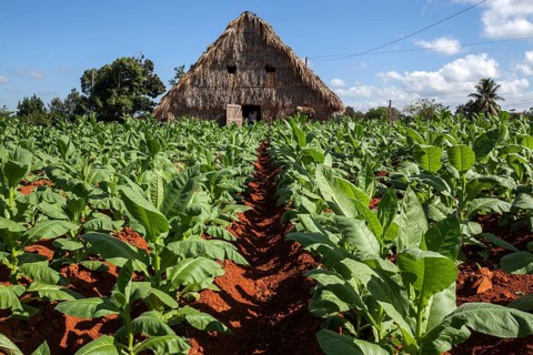 Tobacco growing