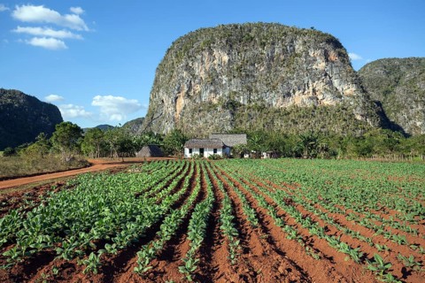 Tobacco growing