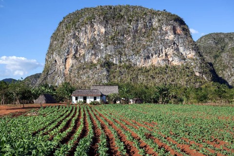Tobacco growing