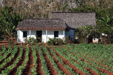 Tobacco growing