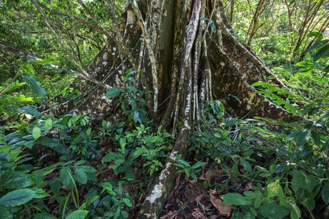 Tree with buttress roots