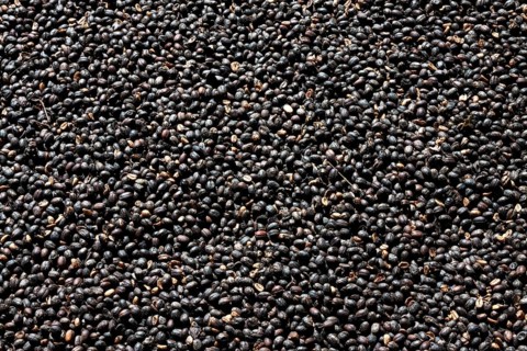 Coffee beans drying outside